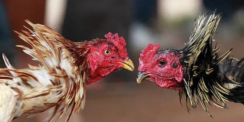 Cá cược đá gà thú vị, chuyên nghiệp